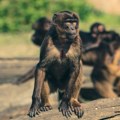Projekat "metropole majmuna": Planiran kompleks za 30.000 majmuna za medicinska istraživanja