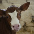 Ministarstvo poljoprivrede: Počelo prijavljivanje za premiju za mleko za prvi kvartal