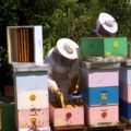 Melenci: Koje olakšice očekuju pčelare od 1. maja