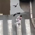 Snimljen jeziv napad vrana u Nišu: Obrušile na devojku, ona vrištala i bežala, pa pala: Uradila je baš ono što nikako ne…