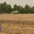 Muke poljoprivrednika na početku žetve