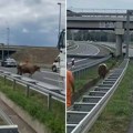 Bik napravio haos na auto-putu kod Novog Sada: Vozači zastali od šoka, putari pokušavaju da ga uhvate (Video)