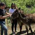 Udomite ljubimca - virtuelno: Udruženje iz Niša pokrenulo program kako bi obezbedilo novac za smeštaj i negu životinja (foto)…