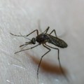 Groznica Zapadnog Nila ponovo u Srbiji: Dvojica obolelih završili u bolnici, evo kako da se zaštitimo od ovog virusa