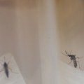 Virus Zapadnog Nila u Srbiji: Ove simptome ne treba ignorisati, doktorka otkriva kada se treba javiti lekaru