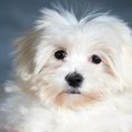 Ako vaš pas često radi ovo sa očima, odmah ga vodite kod veterinara: Reč je o izuzetno bolnom stanju koje može dovesti do…