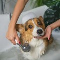 Koliko često bi trebalo kupati pse?