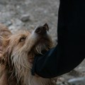 Ovo je kazna koja preti veterinaru koji je hteo da uspava zdravog psa u Borči Užas sprečen u poslednjem trenutku, životinja…
