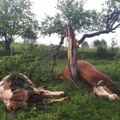 Horor na Žabljaku Grom udario i na licu mesta usmrtio čak pet krava
