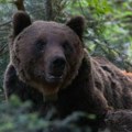 Mrki medvedi u Crnoj Gori: Silaze u sela, napadaju stoku, pa čak i čoveka