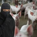 Lopovi u toku noći ukrali 500 svinja: Šokiraće vas način na koji su izveli ovu "operaciju"! Šteta veća od 100.000 €