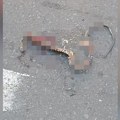Jeziv prizor u centru grada: Nasred Kraljice Natalije prizor iz horora - zmija u zastrašujućem stanju