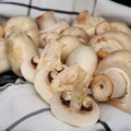 Pečurke zahtevaju pažljivo čišćenje: Treba li ih oprati pre konzumiranja