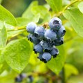 Uhapšeno dvoje iz Crne Trave jer su brali i prodavali zaštićenu vrstu borovnice