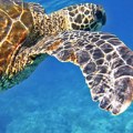 U Hrvatskoj u blizini Trogira i u Šoltanskom kanalu snimljene retke morske kornjače