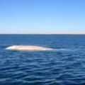 VIDEO: Uočen rijetki albino kit kod obale Meksika