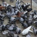 Poznati niški privrednik golubar sa najviše golubova u Nišu