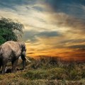 Desetine slonova uginulo od žeđi u nacionalnom parku u Zimbabveu