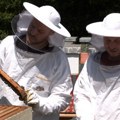Od 1. maja manji troškovi za pčelare: Pravilnik "skida" više hiljada dinara