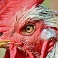 Leti perje na sve strane, banda od 100 divljih kokošaka teroriše selo u Engleskoj