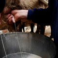 Proizvođači mleka: Mlekare smanjile otkupnu cenu, prvo će propasti mala gazdinstva