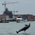 VIDEO: Delfin Mimo se vratio u vode Venecije samo par sati nakon što je odveden u otvoreno more