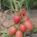Evo kako nastaje pravi domaći paradajz u Srbiji, ovo je "tajni" recept (video)