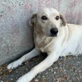 Jovanka se svima raduje, a nema kome da se vrati: Ova velika maza traži svoj dom
