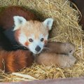 Britanski zoološki vrt dobio prinove retkih crvenih pandi (FOTO)