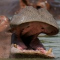 Mladunče patuljastog nilskog konja uginulo u zagrebačkom zoološkom vrtu, udruženje traži istragu