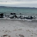 Pedeset i jedan kit uginuo nakon masovnog nasukavanja u Australiji