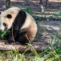 Istorija i izazovi panda-diplomatije: Zašto Kina oduzima ove medvede zoo vrtovima u Americi