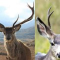 SAD znamo i to Koja je razlika između jelena i srndaća? Evo odgovora (video)