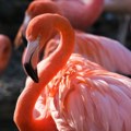 Sudar aviona i flamingosa na nebu – stradalo gotovo 40 ptica