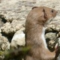 Lasice u Mirijevu: Klimatske promene donose nam divlje životinje u komšiluk