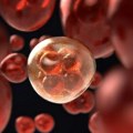 Milioni ćelija majke opstaju u detetu - naučnici sada znaju kako