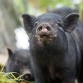 Kineski uzgajivači se sve više okreću uzgoju rase crnih svinja: Meso četiri puta skuplje od obične svinjetine
