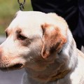 U bugarskom parlamentu labrador Rover postao 241. „poslanik“