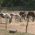 Želite ljubimca, a nemate uslova? Niški "Zoo kutak" pokrenuo program "Virtuelni udomitelj" (video)