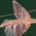 Fascinantan prizor u Jadranskom moru: Leteća riba snimljena nad površinom mora, može da juri 70 km na sat (video)