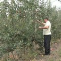 Stoje u redu da kupe njegovo voće! Zoran iz Ušća prska jabuke do 20 puta: "Zdravije su od neprskanih koje su otrovne"