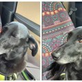Gospođa krenula u šoping sa ljubimcem, nije slutila da će se njen pas ovako ponašati (VIDEO)
