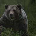 Мушкарац или медвед – одговор за жене је лак