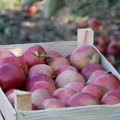 Црвљива или прскана јабука – шта је здравије