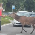 (Video) Pogledajte kako jelen prelazi zebru Kad četvoronožac savladava pravila u saobraćaju