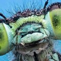 Životinje: Dremka pčela, proždrljiva muva i 'vanzemaljac' - najbolje fotografije insekata