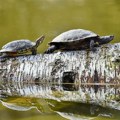 Pala „Banda nindža kornjača“: U Maleziji zaplenjene kornjače vredne 750.000 evra
