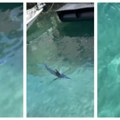 U hrvatskom moru snimljen ogroman predator "Kruži blizu pristaništa i čamaca (VIDEO)