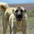 Kangal spasio najveće stado ovaca na Balkanu od napada vuka