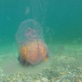 Hitno upozorenje turistima: "Otrovne meduze na hrvatskoj obali!"